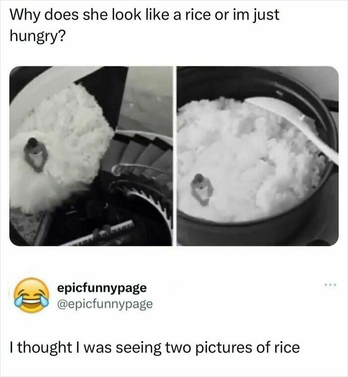 The “Epicfunnypage” IG Account Is Dedicated To Hilarious Memes, Here Are The 72 Best Ones (New Pics)