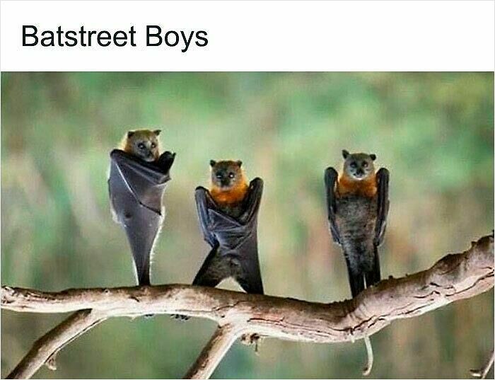 62 Funny And Relatable Animal Memes To Instantly Improve Your Mood
