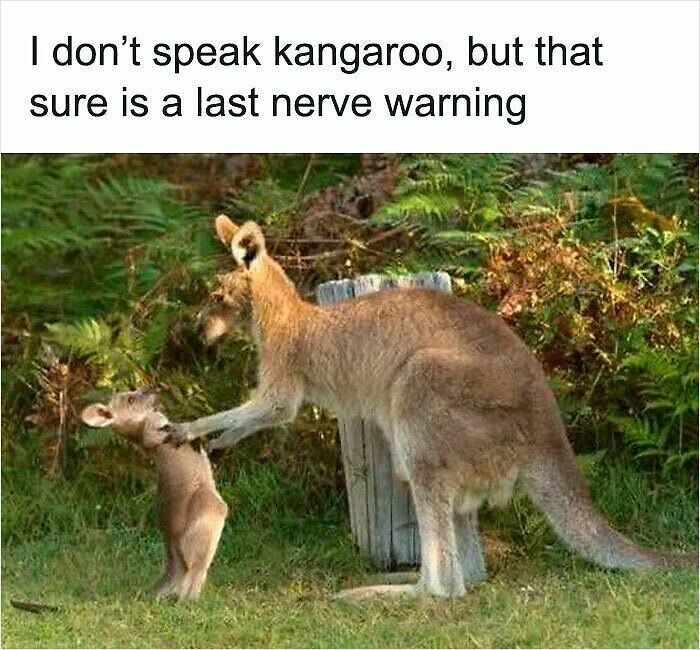 62 Funny And Relatable Animal Memes To Instantly Improve Your Mood