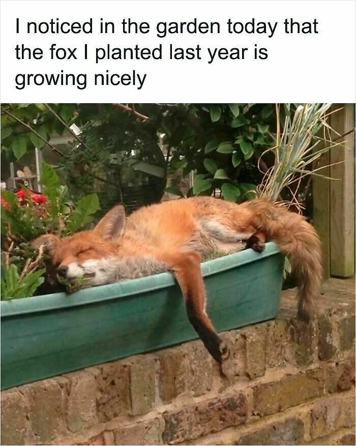 62 Funny And Relatable Animal Memes To Instantly Improve Your Mood