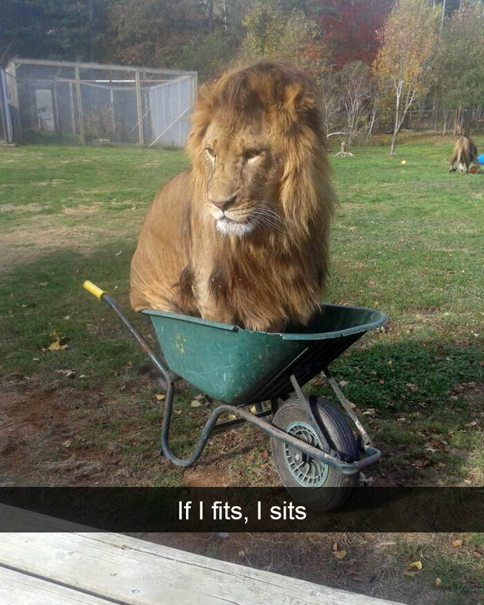 62 Funny And Relatable Animal Memes To Instantly Improve Your Mood