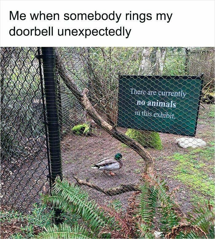 62 Funny And Relatable Animal Memes To Instantly Improve Your Mood