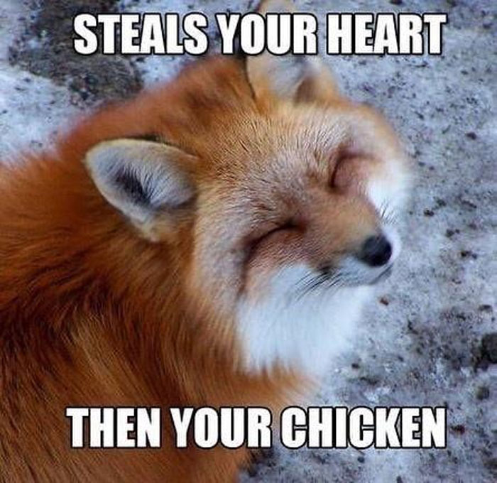 62 Funny And Relatable Animal Memes To Instantly Improve Your Mood