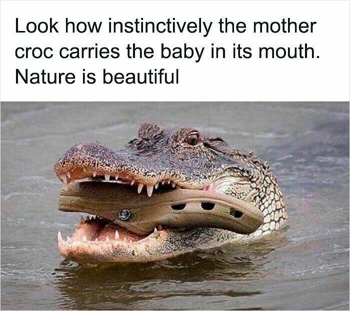 62 Funny And Relatable Animal Memes To Instantly Improve Your Mood