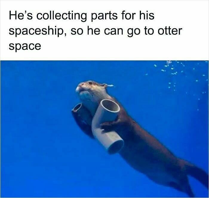 62 Funny And Relatable Animal Memes To Instantly Improve Your Mood