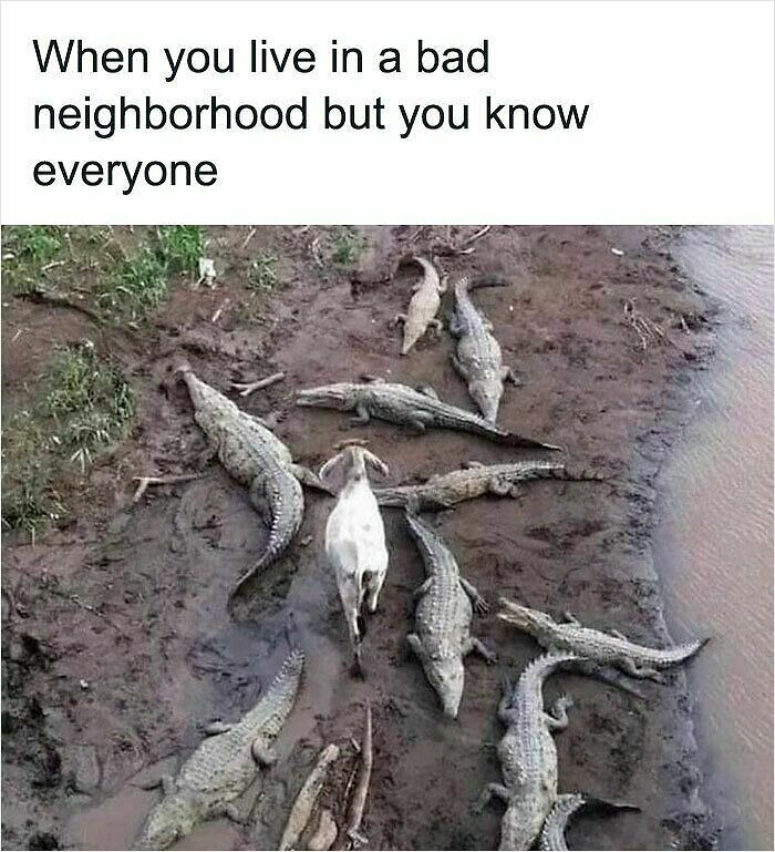 62 Funny And Relatable Animal Memes To Instantly Improve Your Mood