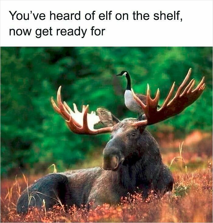 62 Funny And Relatable Animal Memes To Instantly Improve Your Mood