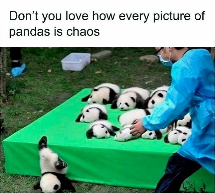 62 Funny And Relatable Animal Memes To Instantly Improve Your Mood