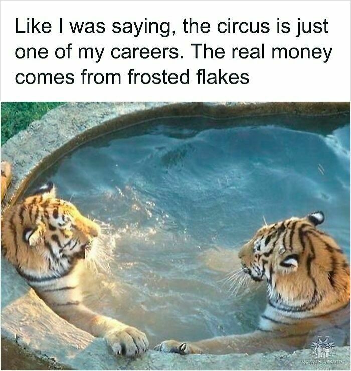 62 Funny And Relatable Animal Memes To Instantly Improve Your Mood