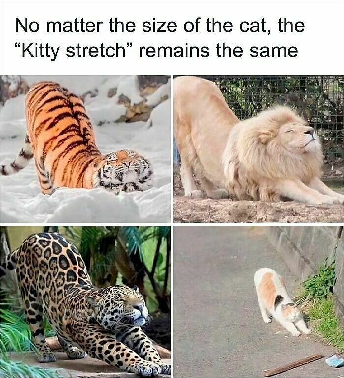 62 Funny And Relatable Animal Memes To Instantly Improve Your Mood