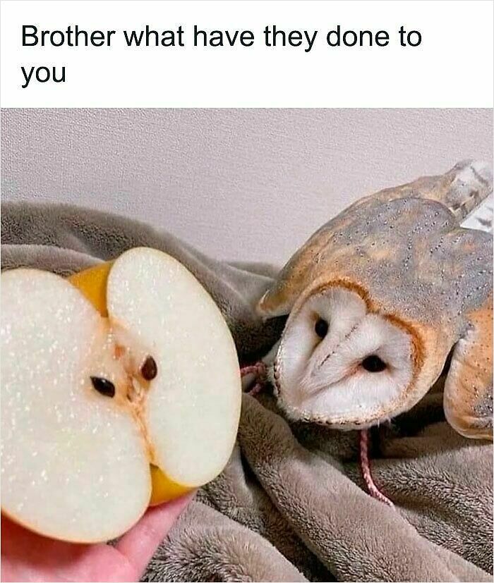 62 Funny And Relatable Animal Memes To Instantly Improve Your Mood