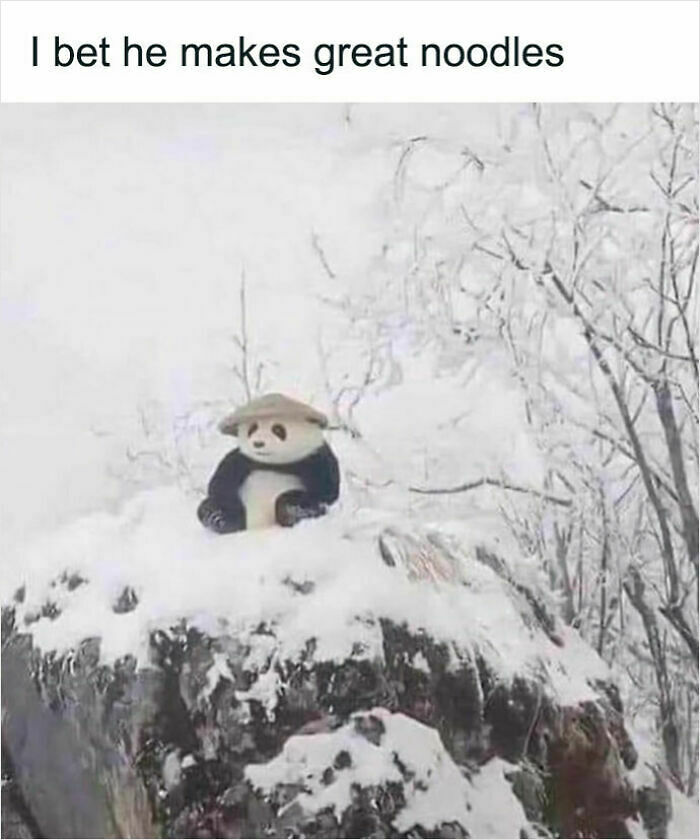 62 Funny And Relatable Animal Memes To Instantly Improve Your Mood