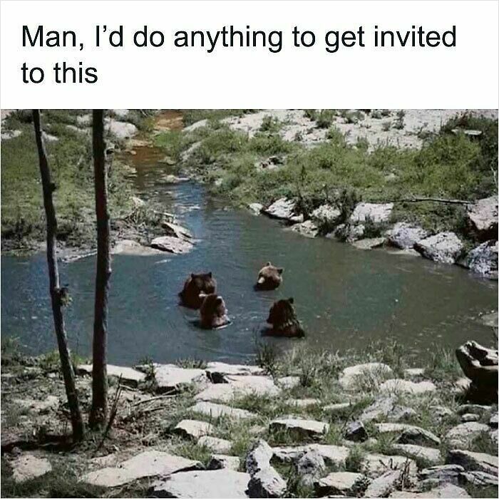 62 Funny And Relatable Animal Memes To Instantly Improve Your Mood
