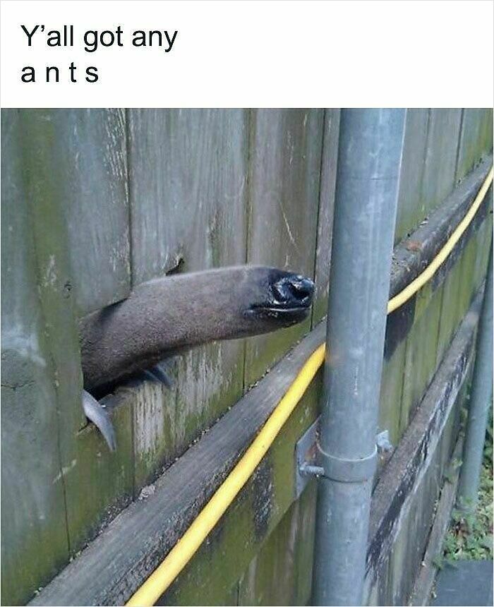62 Funny And Relatable Animal Memes To Instantly Improve Your Mood