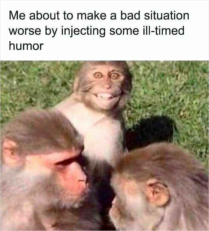 62 Funny And Relatable Animal Memes To Instantly Improve Your Mood
