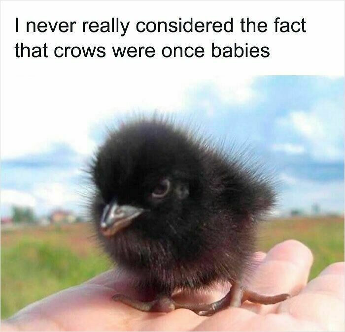 62 Funny And Relatable Animal Memes To Instantly Improve Your Mood