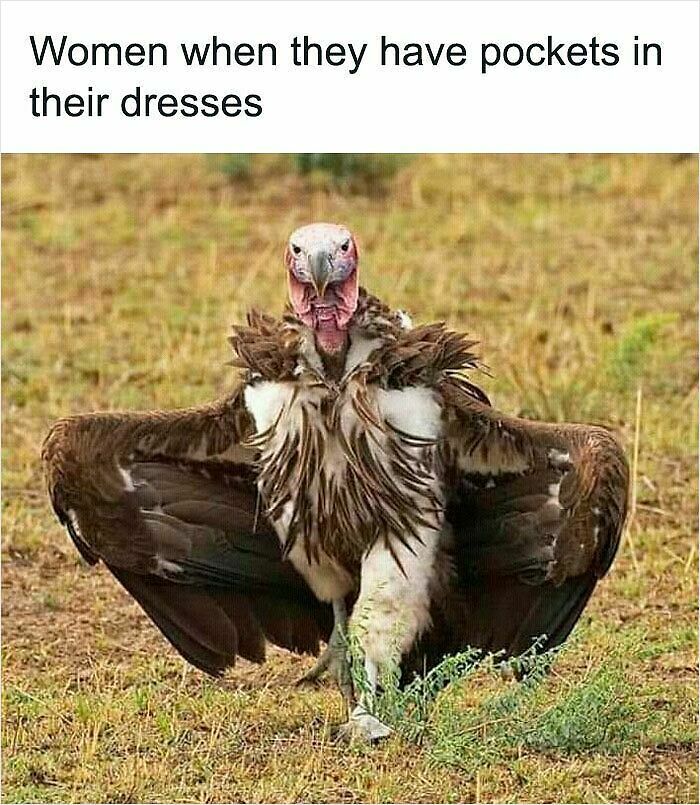 62 Funny And Relatable Animal Memes To Instantly Improve Your Mood