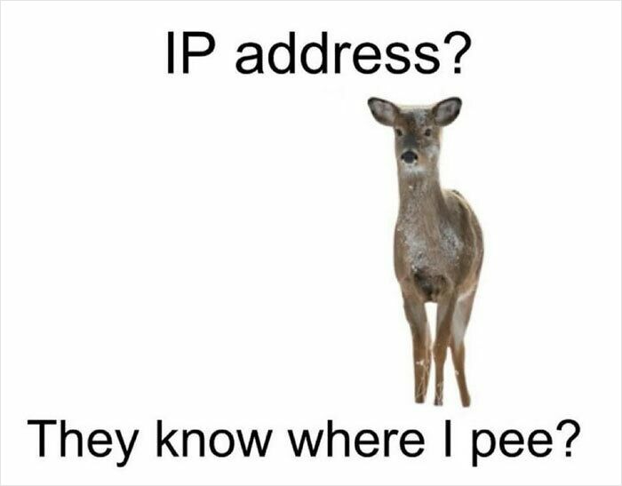 62 Funny And Relatable Animal Memes To Instantly Improve Your Mood