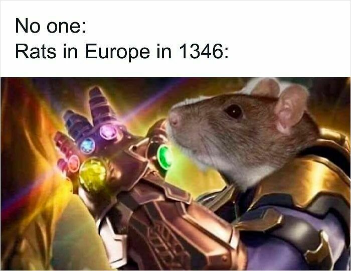 62 Funny And Relatable Animal Memes To Instantly Improve Your Mood