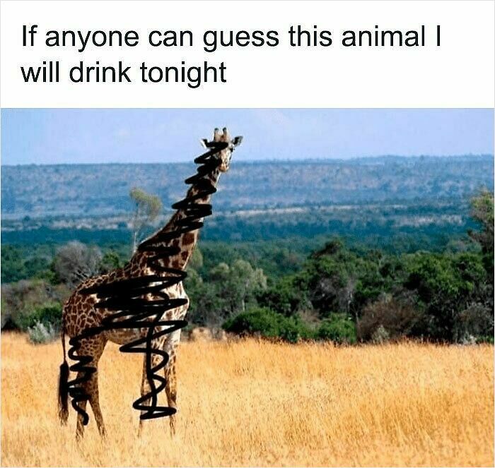 62 Funny And Relatable Animal Memes To Instantly Improve Your Mood