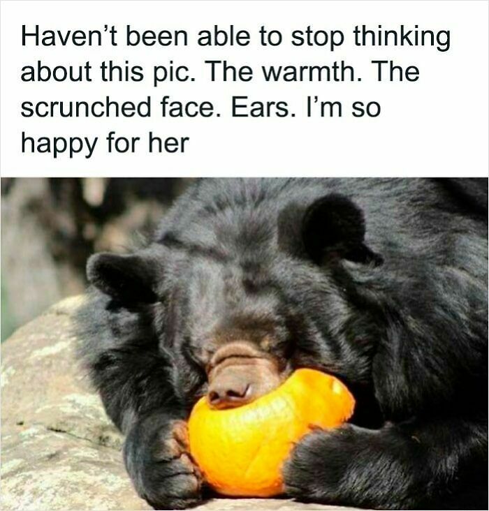 62 Funny And Relatable Animal Memes To Instantly Improve Your Mood