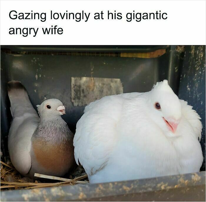 62 Funny And Relatable Animal Memes To Instantly Improve Your Mood