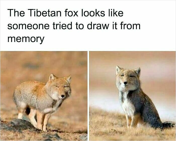 62 Funny And Relatable Animal Memes To Instantly Improve Your Mood