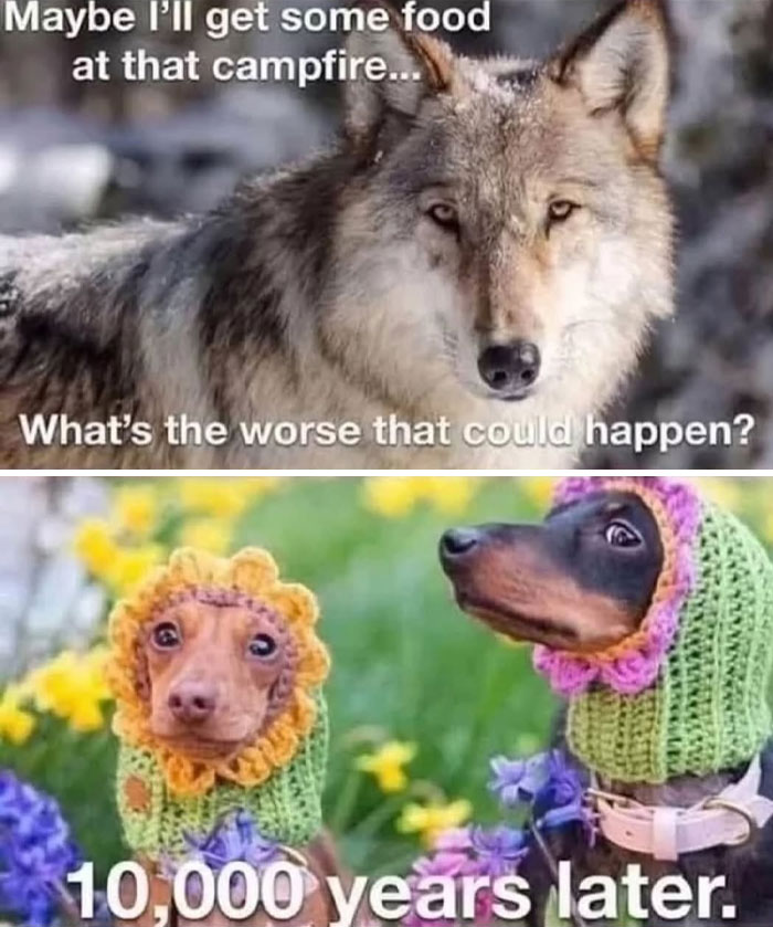 62 Funny And Relatable Animal Memes To Instantly Improve Your Mood