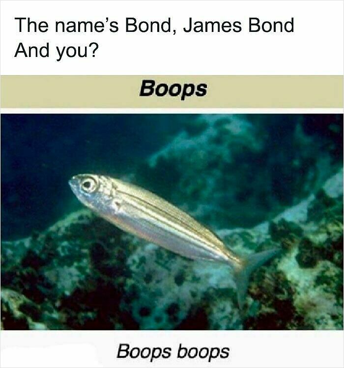 62 Funny And Relatable Animal Memes To Instantly Improve Your Mood