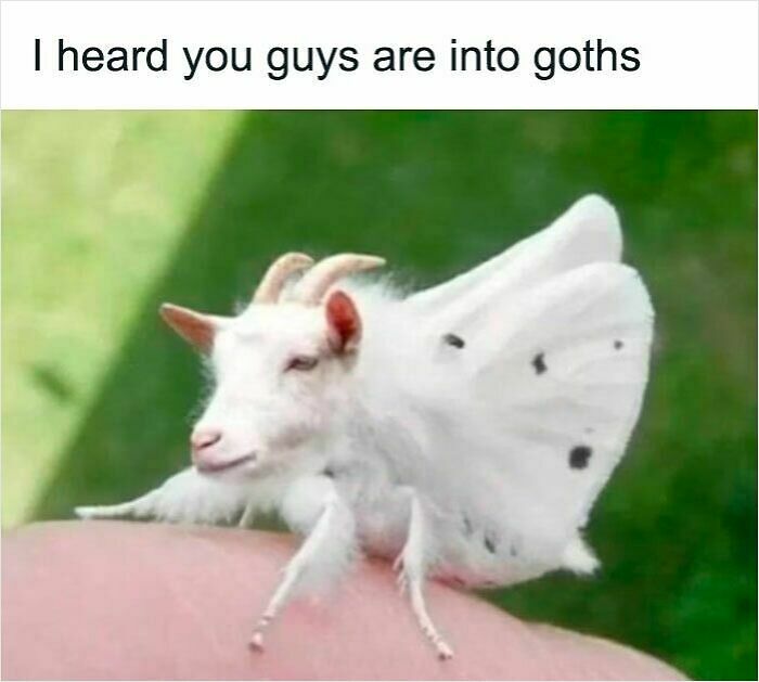 62 Funny And Relatable Animal Memes To Instantly Improve Your Mood