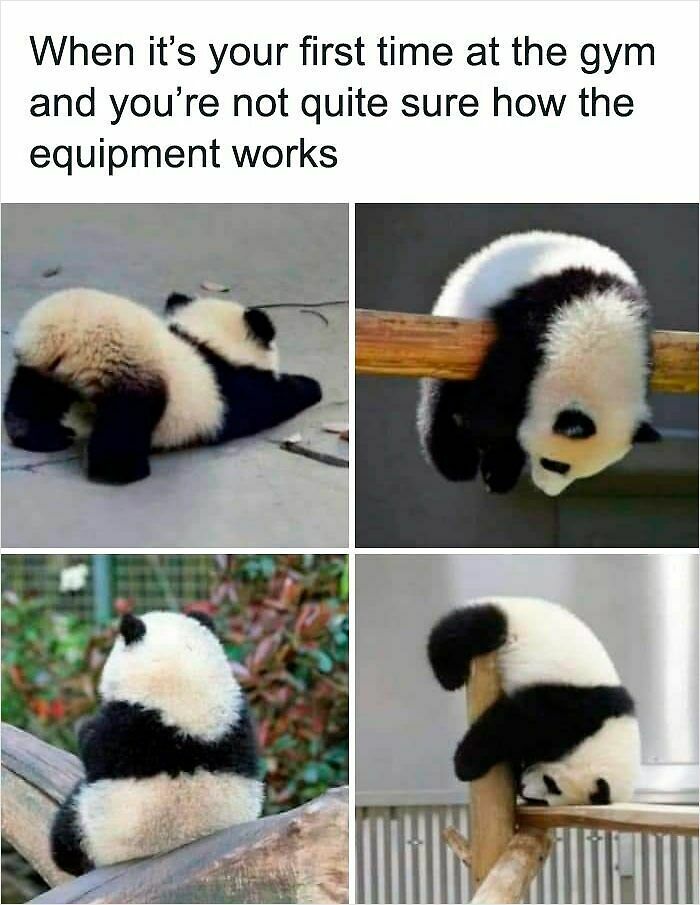 62 Funny And Relatable Animal Memes To Instantly Improve Your Mood