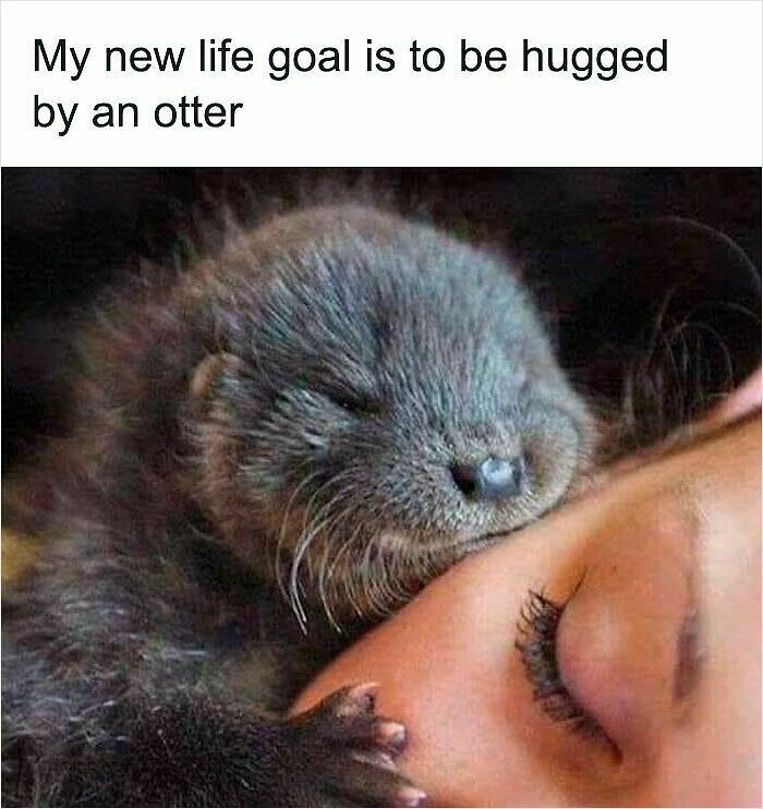 62 Funny And Relatable Animal Memes To Instantly Improve Your Mood