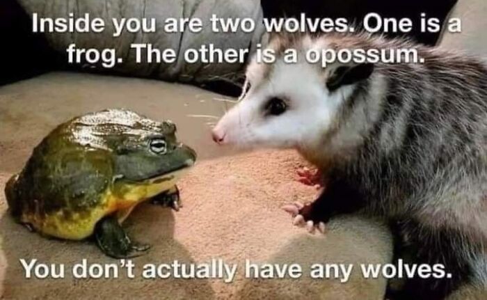 62 Funny And Relatable Animal Memes To Instantly Improve Your Mood