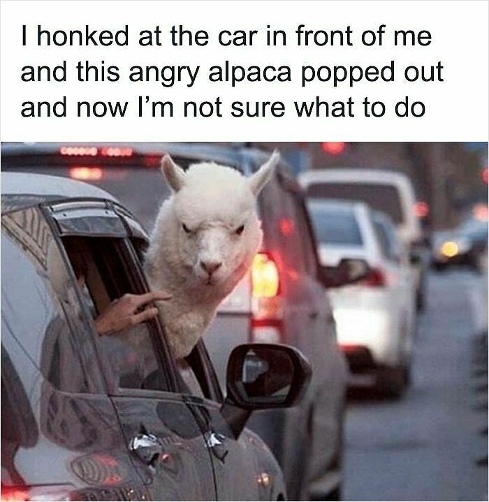 62 Funny And Relatable Animal Memes To Instantly Improve Your Mood
