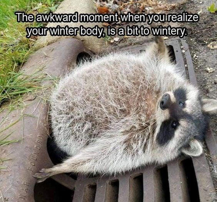 62 Funny And Relatable Animal Memes To Instantly Improve Your Mood