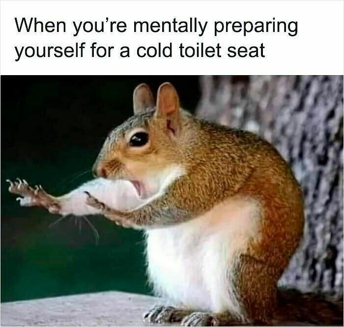62 Funny And Relatable Animal Memes To Instantly Improve Your Mood