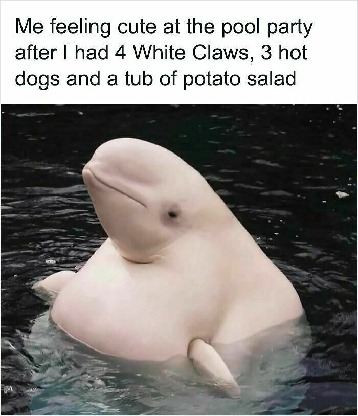62 Funny And Relatable Animal Memes To Instantly Improve Your Mood