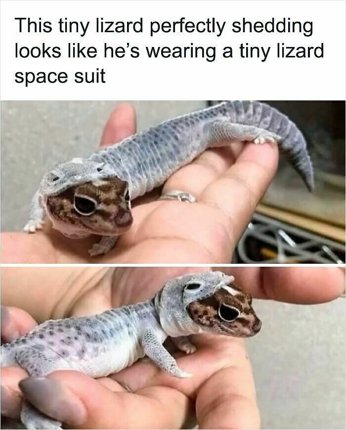 62 Funny And Relatable Animal Memes To Instantly Improve Your Mood