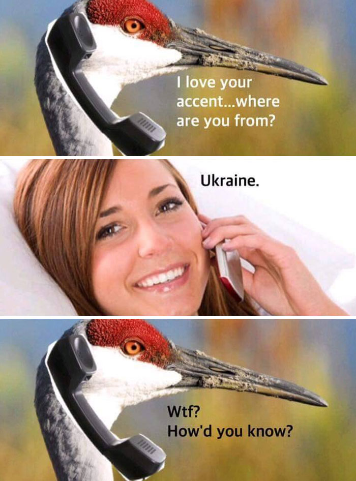 62 Funny And Relatable Animal Memes To Instantly Improve Your Mood