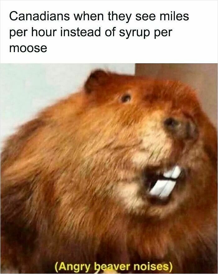 62 Funny And Relatable Animal Memes To Instantly Improve Your Mood