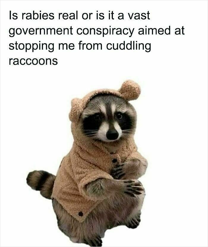 62 Funny And Relatable Animal Memes To Instantly Improve Your Mood