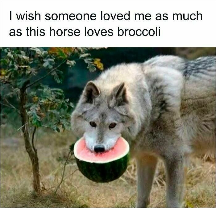 62 Funny And Relatable Animal Memes To Instantly Improve Your Mood