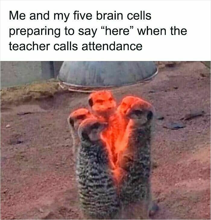 62 Funny And Relatable Animal Memes To Instantly Improve Your Mood