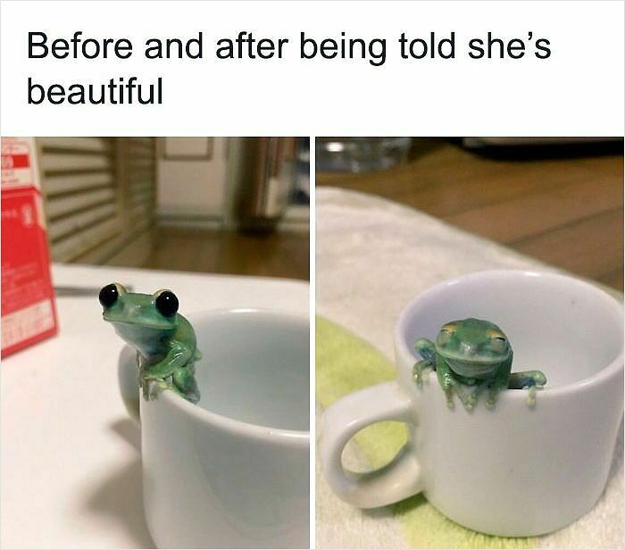 62 Funny And Relatable Animal Memes To Instantly Improve Your Mood