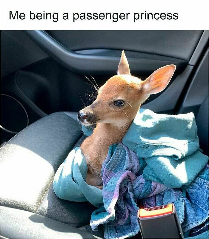 62 Funny And Relatable Animal Memes To Instantly Improve Your Mood