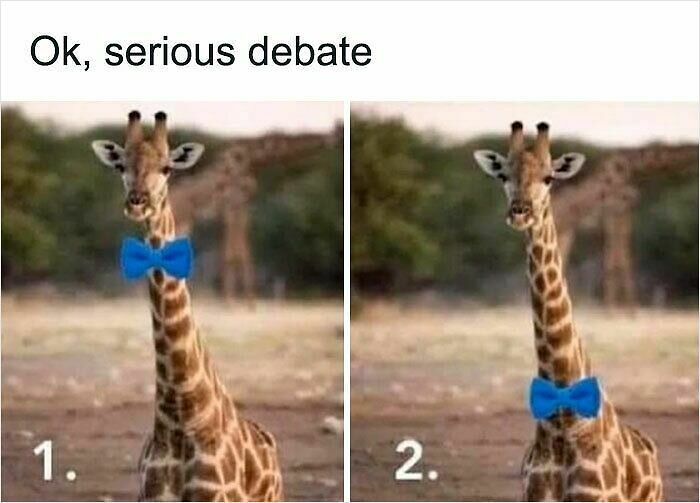 62 Funny And Relatable Animal Memes To Instantly Improve Your Mood