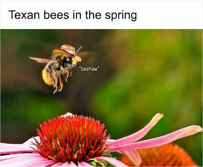 62 Funny And Relatable Animal Memes To Instantly Improve Your Mood