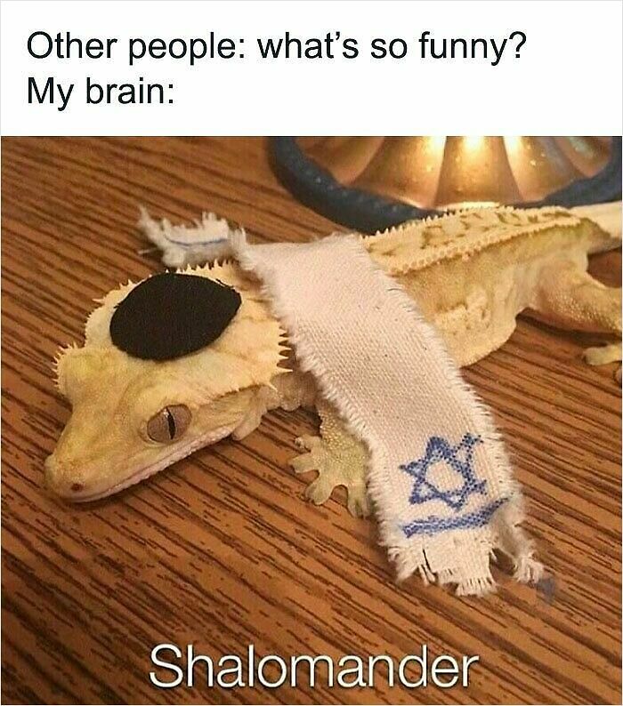 62 Funny And Relatable Animal Memes To Instantly Improve Your Mood