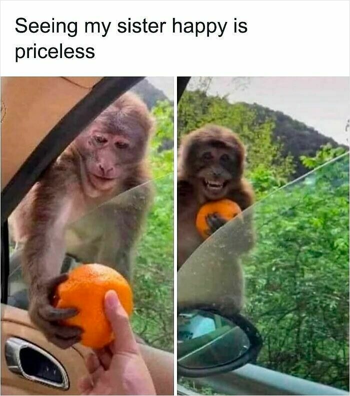 62 Funny And Relatable Animal Memes To Instantly Improve Your Mood