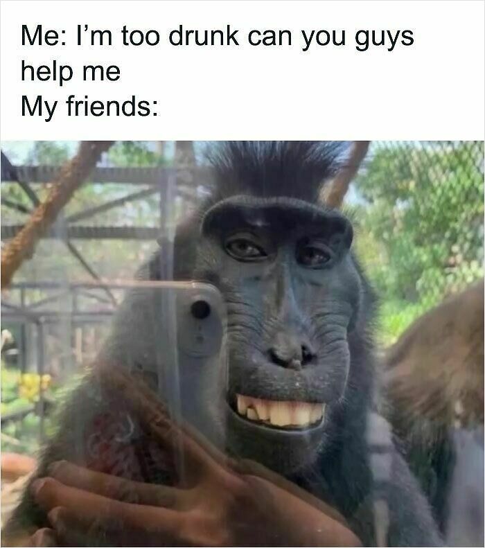 62 Funny And Relatable Animal Memes To Instantly Improve Your Mood